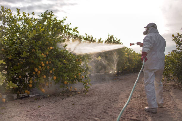 Best Wasp Removal Services  in Catahou, LA
