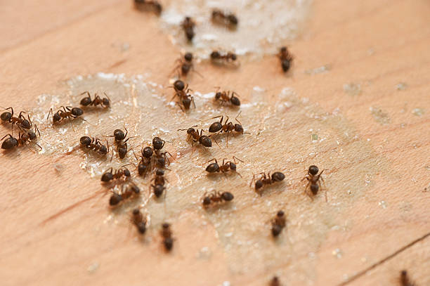 Best Residential Pest Control  in Catahou, LA